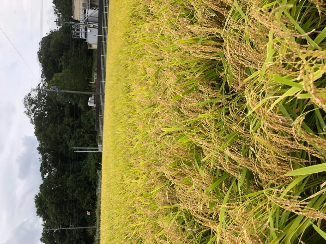 餅米の収穫